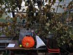 Pumpkin glasses, Brockwell Greenhouse, London